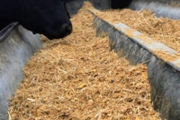 Calf and Yearling Fibre Plus